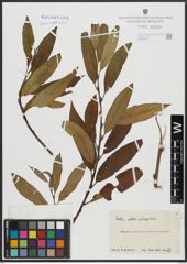 Foto von Salix alba L. x Salix fragilis L.